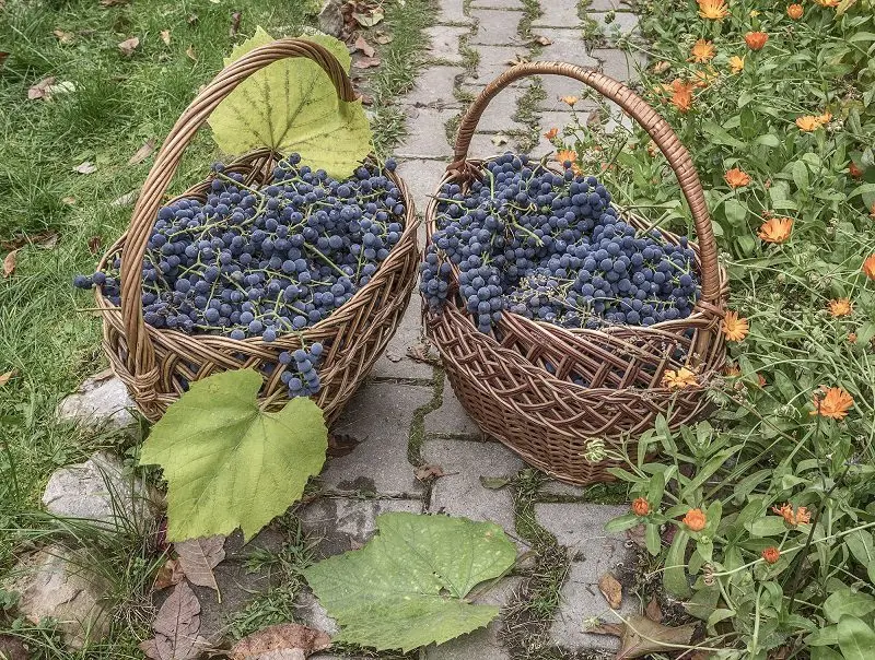 Lykhny &#8211; table red wine from Abkhazia