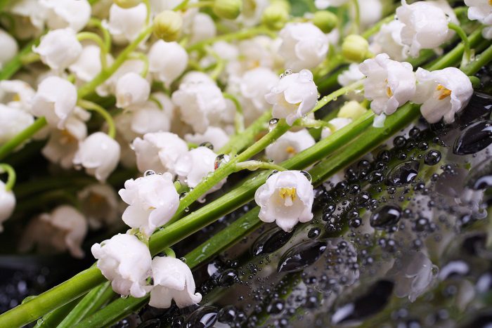 Making and using lily of the valley tincture