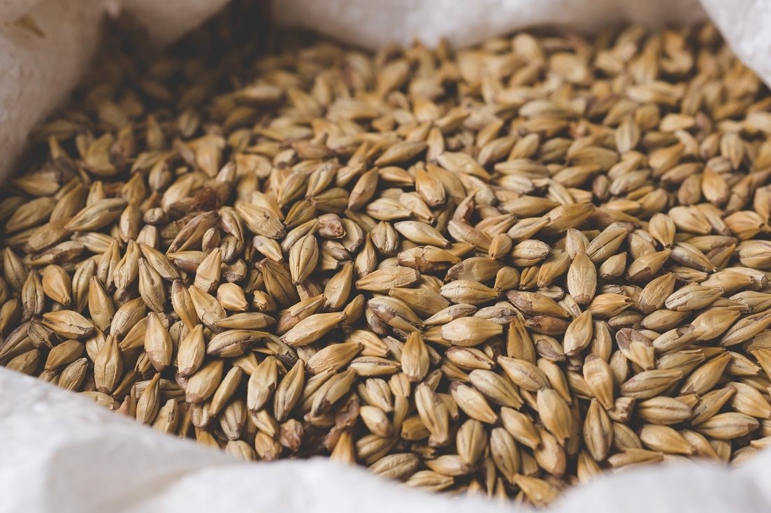 Making malt at home (barley and rye)