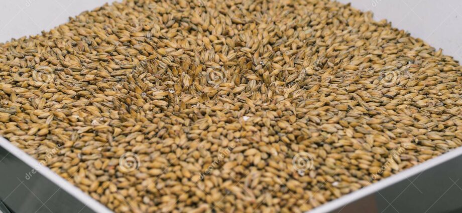 Making malt at home (barley and rye)