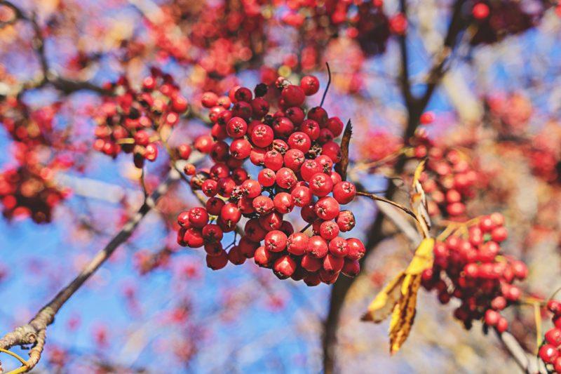 Making wine from red rowan (and apples)