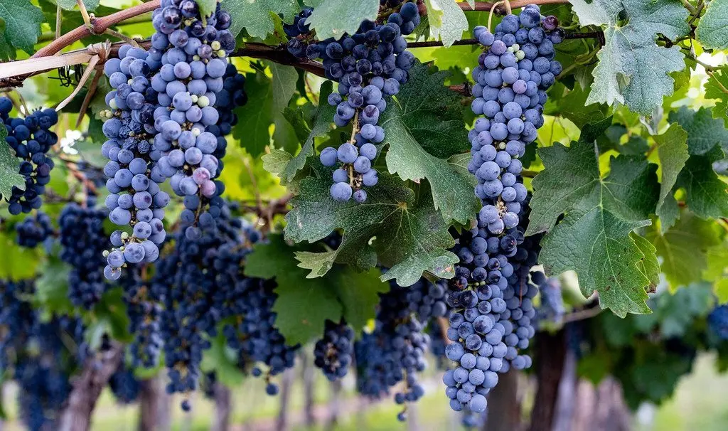 Malbec (Malbec) &#8211; red wine with a high content of tannins