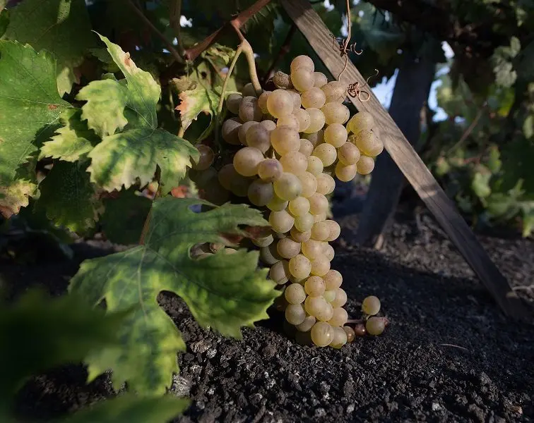 Malvasia &#8211; a large family of the wine world