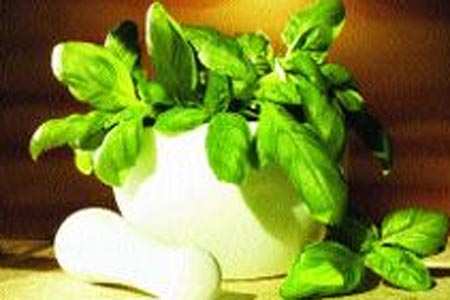 many-sided basil