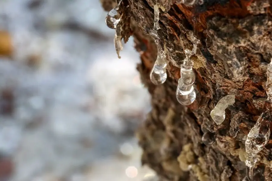 Mastic (Mastika, Mastiha) &#8211; Greek-Bulgarian version of sambuka