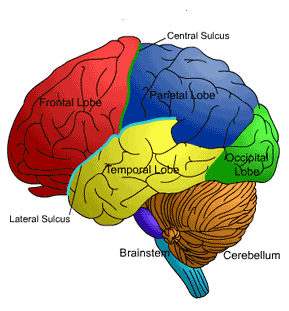 Mature age… of the brain