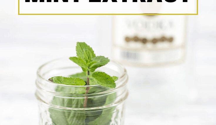 Mint tincture: 5 recipes at home