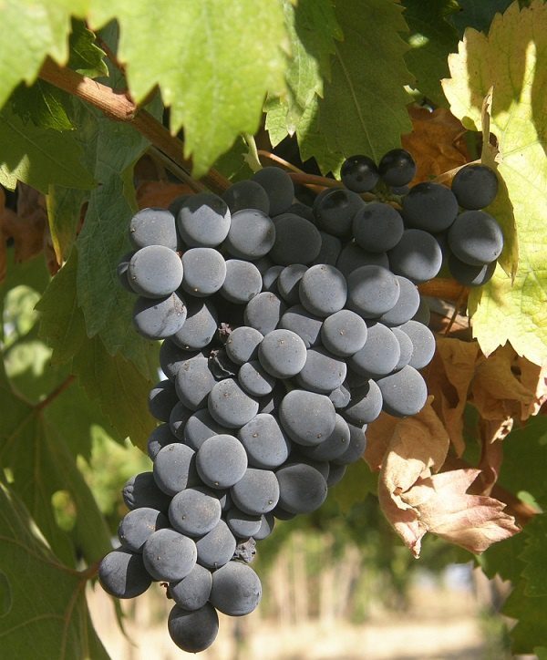 Montepulciano is one of the most popular wines in Italy.