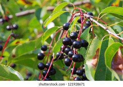 Moonshine from bird cherry berries