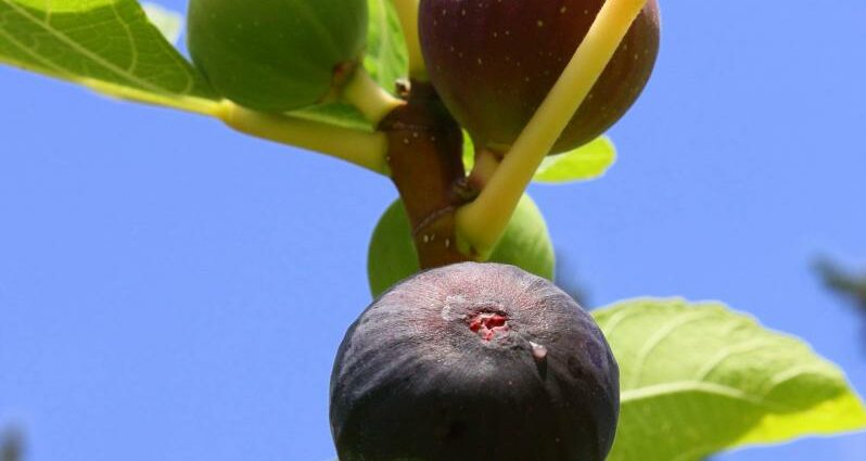 Moonshine from figs (fig tree fruits)