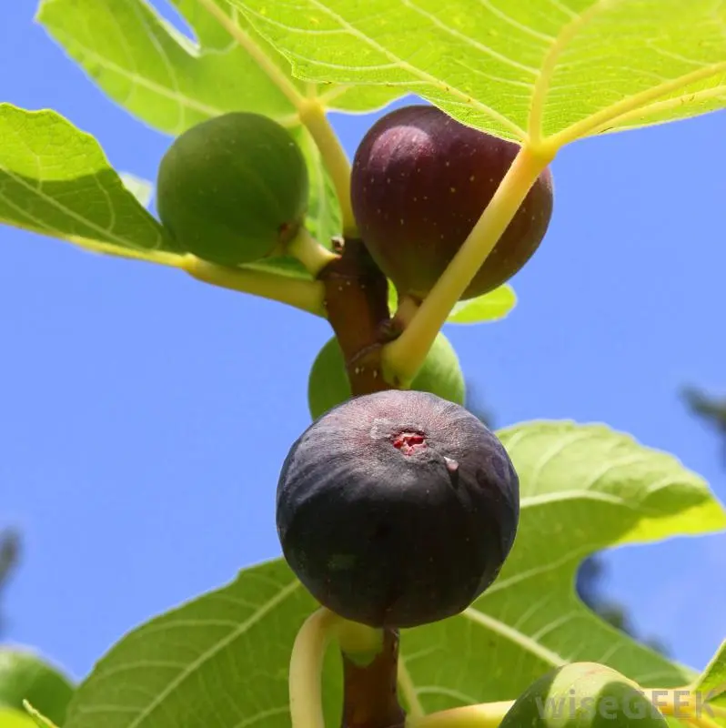 Moonshine from figs (fig tree fruits)