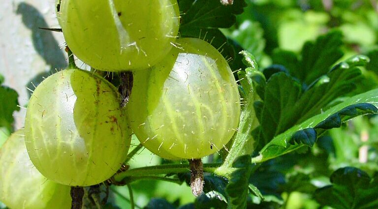 Moonshine from gooseberries (agrus)