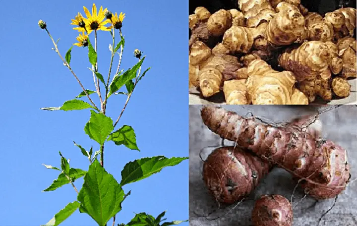 Moonshine from Jerusalem artichoke (ground pear)