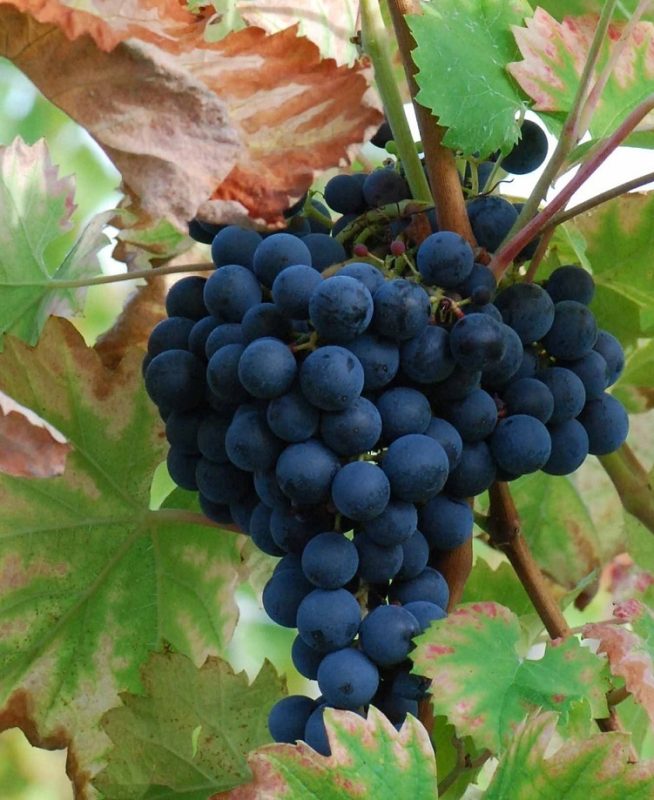 Mourvedre &#8211; the &#8220;rustic&#8221; Spanish red wine that conquered the world