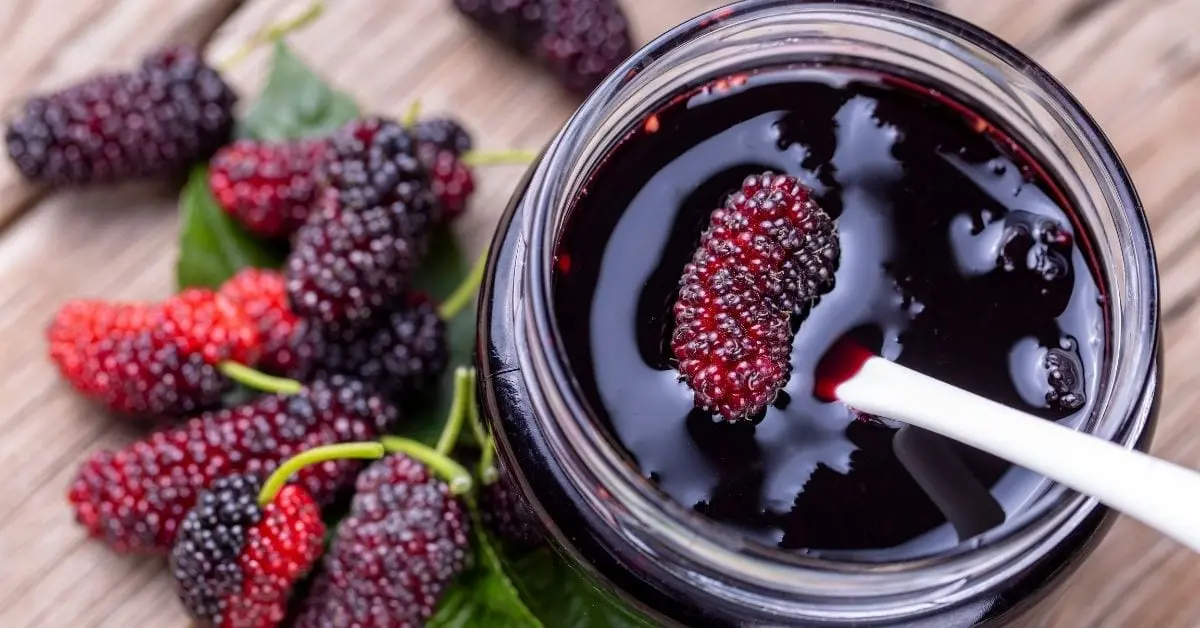 Mulberry (Mulberry) Pouring: 3 Recipes at Home