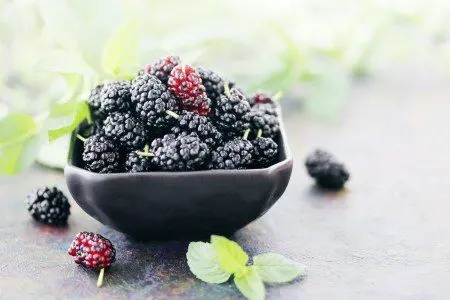 Mulberry Wine Recipe