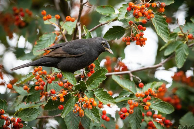 &#8220;Nezhinska&#8221;, Polish Jarzębiak and other red rowan tinctures