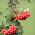 &#8220;Nezhinska&#8221;, Polish Jarzębiak and other red rowan tinctures