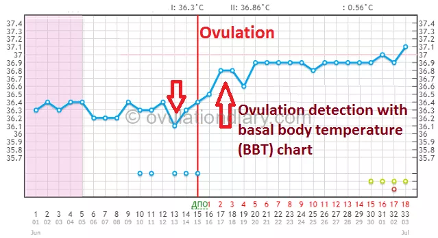 Ovulation: what is the temperature curve for?