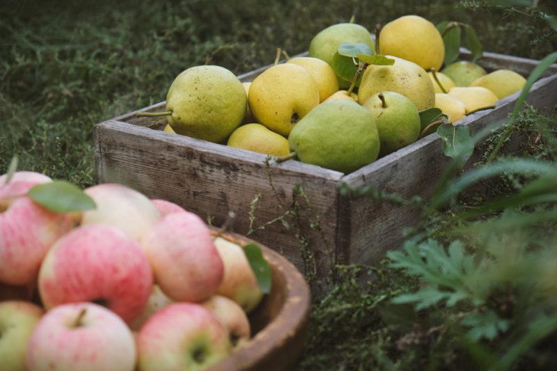 Pear tincture at home on vodka, alcohol and moonshine