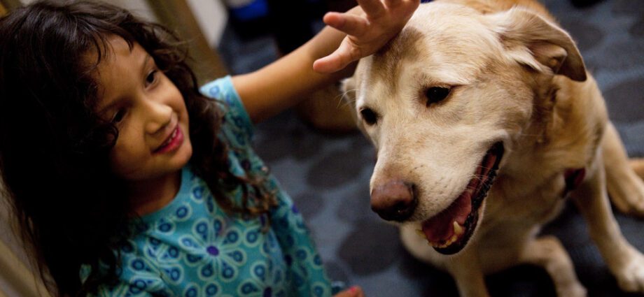 Pet therapy: how animals treat us