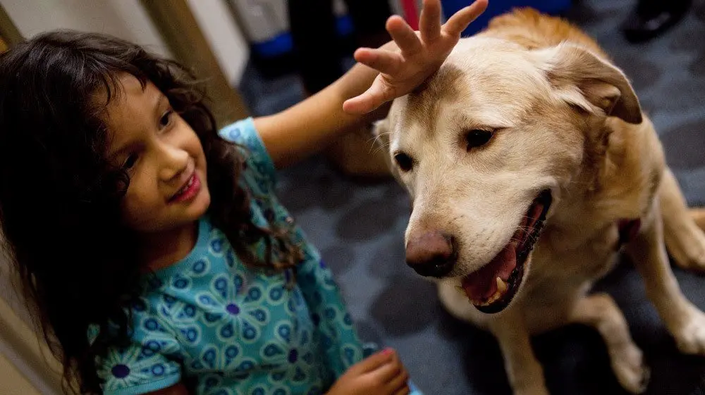 Pet therapy: how animals treat us