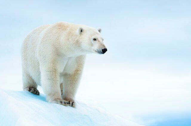 Polar bear