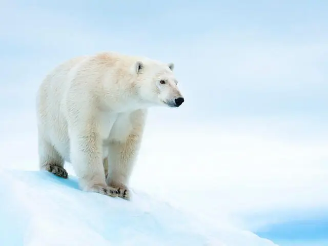 Polar bear