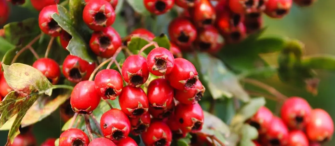 Pouring hawthorn berries on vodka