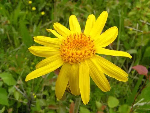 Preparation and application of arnica tincture