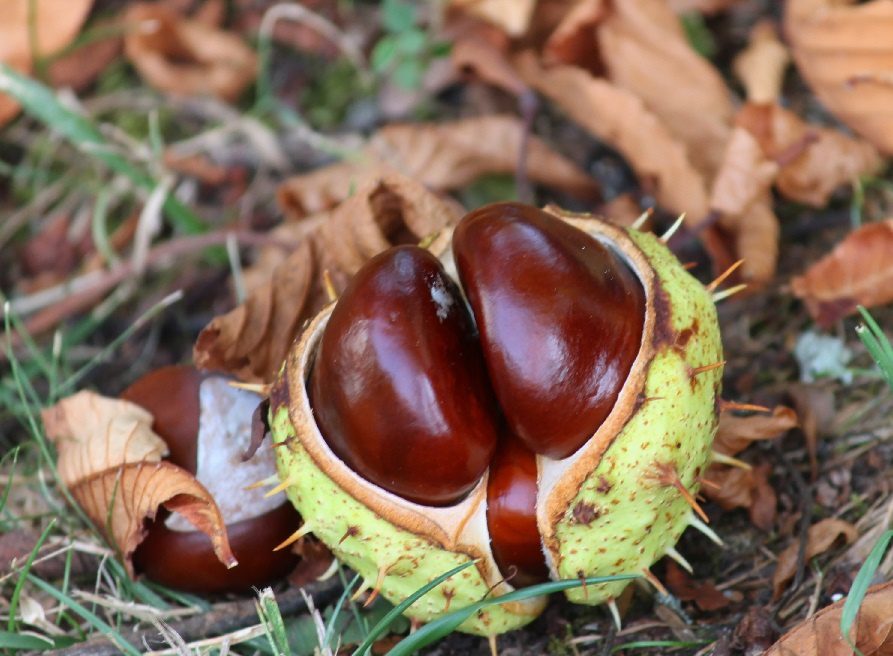 Preparation and application of horse chestnut tincture