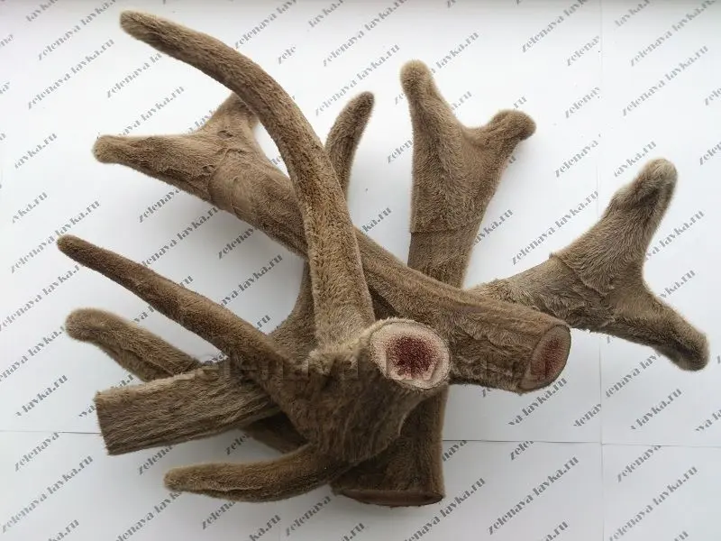 Preparation and application of tincture on deer antlers