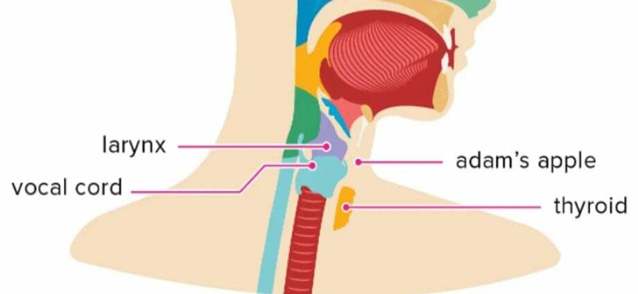 Preparation and use of Adam&#8217;s apple tincture (maclura)