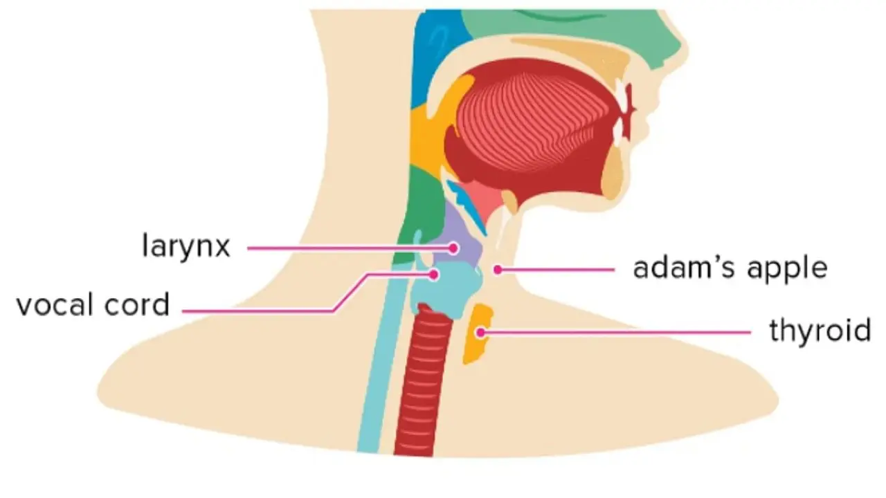 Preparation and use of Adam&#8217;s apple tincture (maclura)