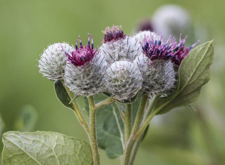 Preparation and use of burdock tinctures on vodka (alcohol)