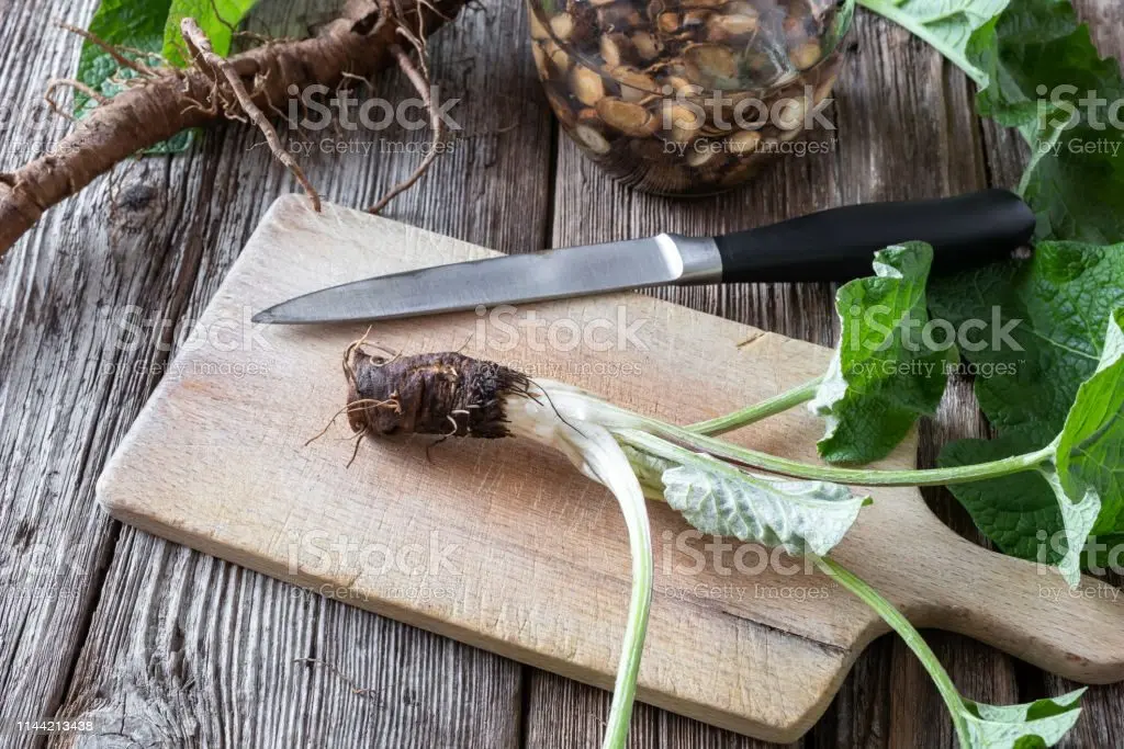 Preparation and use of burdock tinctures on vodka (alcohol)