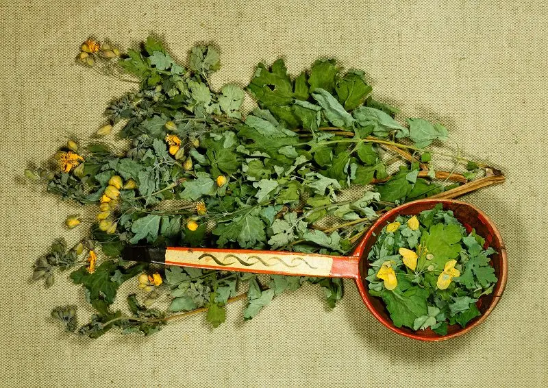 Preparation and use of celandine tincture