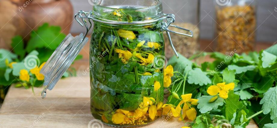 Preparation and use of celandine tincture