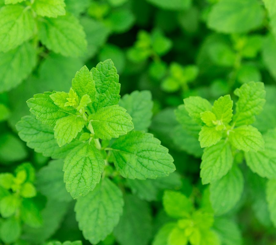 Preparation and use of lemon balm tincture on vodka and alcohol