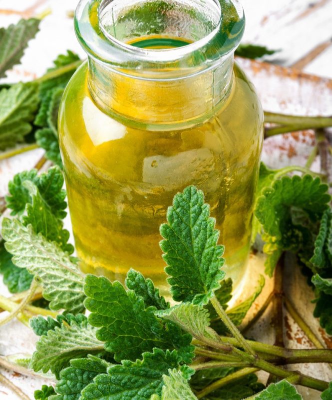 Preparation and use of lemon balm tincture on vodka and alcohol