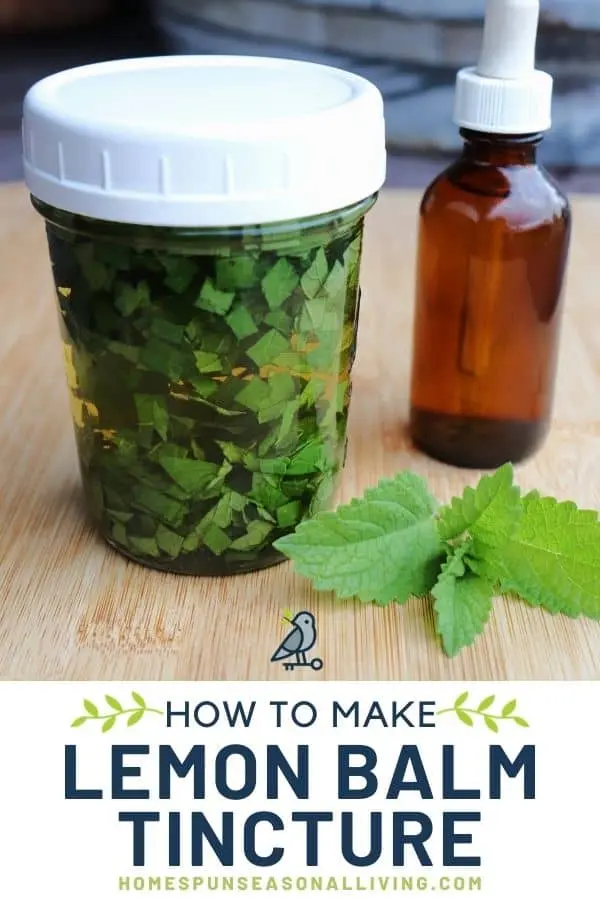 Preparation and use of lemon balm tincture on vodka and alcohol