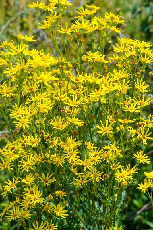 Preparation and use of St. John&#8217;s wort tincture on vodka (alcohol)