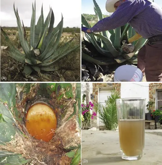 Pulque &#8211; the &#8220;ancestor&#8221; of tequila and mezcal