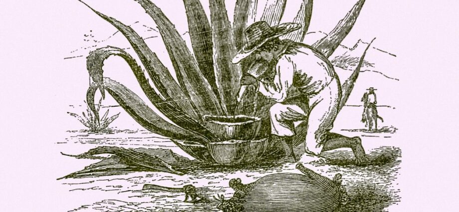 Pulque &#8211; the &#8220;ancestor&#8221; of tequila and mezcal