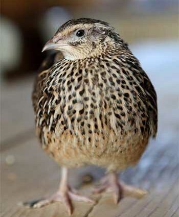 Quail (&#8220;Perepelka&#8221;)