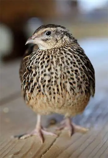 Quail (&#8220;Perepelka&#8221;)