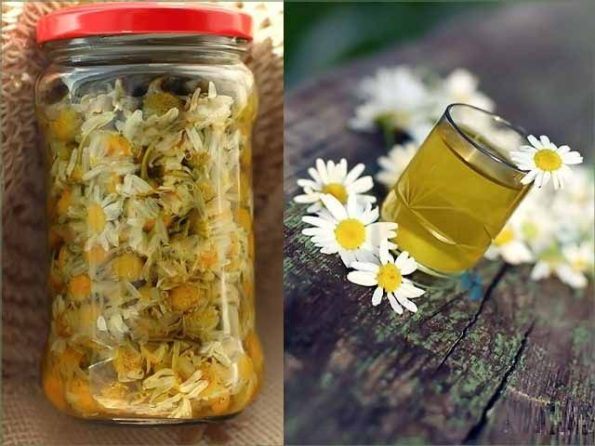 Recipe and application of chamomile tincture