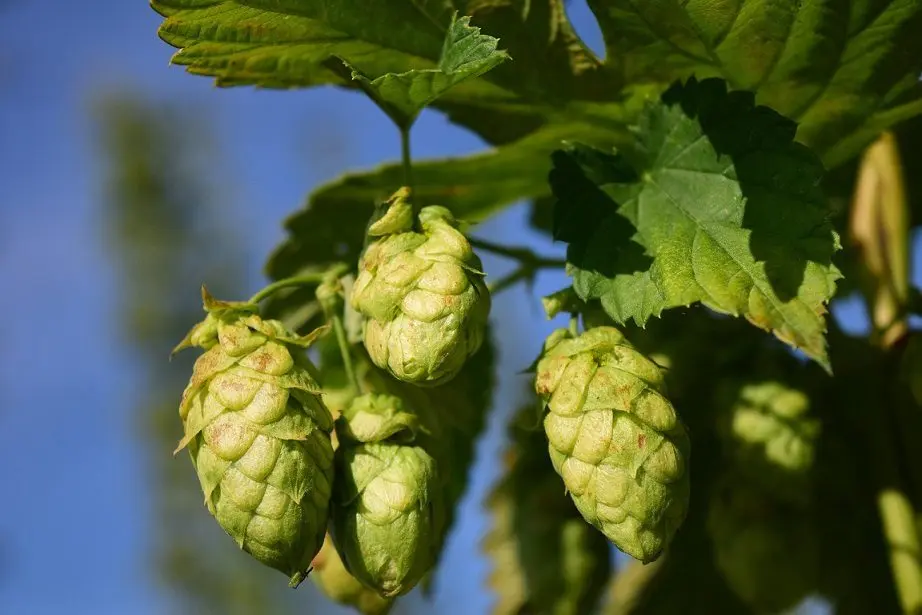 Recipe and application of hop tincture