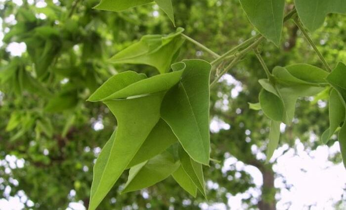 Recipe and application of Japanese Sophora tincture on vodka (alcohol)