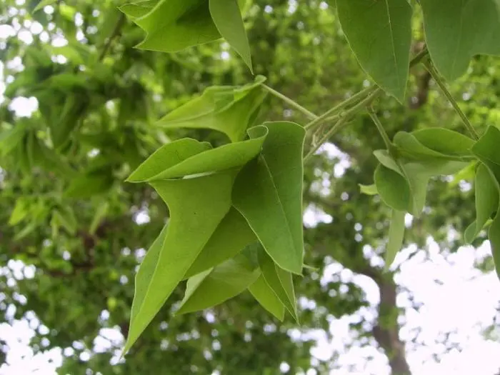 Recipe and application of Japanese Sophora tincture on vodka (alcohol)